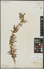 Foto von Salix alba subsp. vitellina (L.) Arcang.